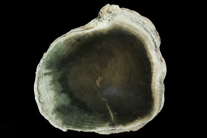 Triassic Petrified Wood (Woodworthia) Slab - Zimbabwe #78901
